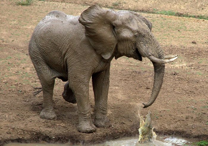 How The Elephant Got His Trunk | Animals