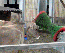 Daily GIFs Mix, part 342
