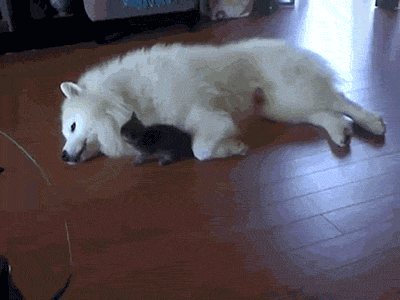Daily GIFs Mix, part 342