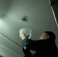 Spiders Gifs