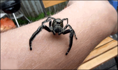 Spiders Gifs