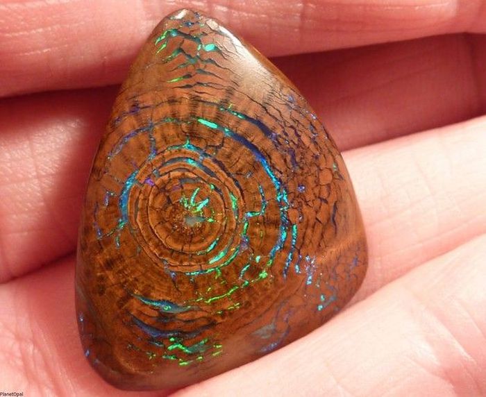 Opalized Wood Boulder Opal