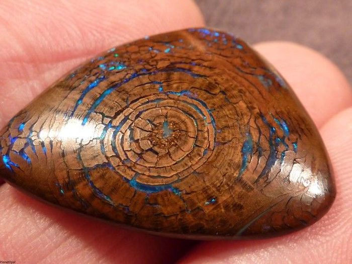Opalized Wood Boulder Opal