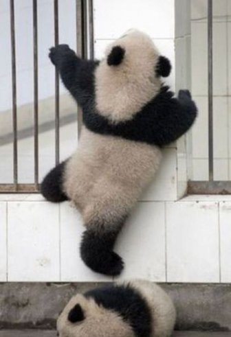 Panda Falls Down