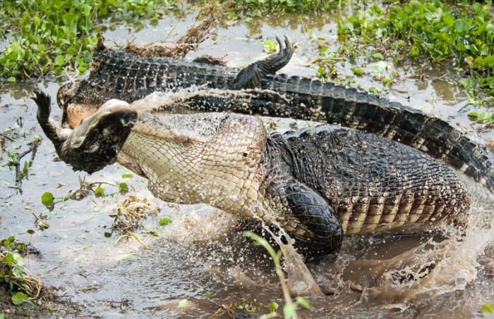 Alligator Eats Alligator | Animals