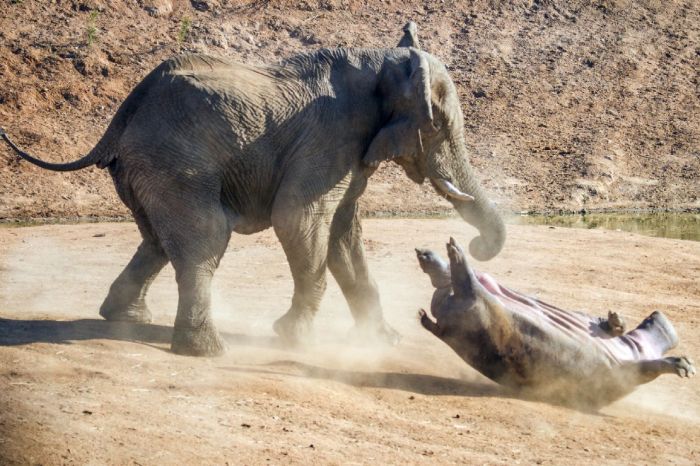 Elephant Attacks a Hippo Mom
