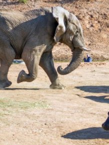 Elephant Attacks a Hippo Mom