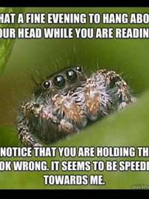 Misunderstood Spider Meme