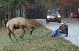 Elk Attacks a Photographer