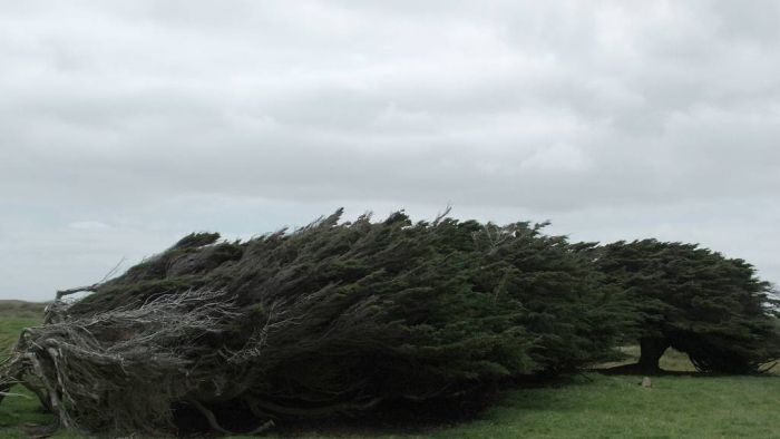 Trees Shaped into Beautiful Form by Winds