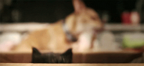 Daily GIFs Mix, part 344