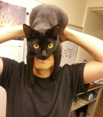 CatMan Mania