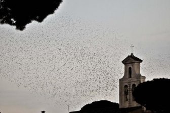 Starlings Occupy Rome