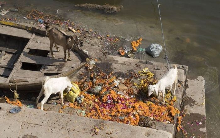 Pollution of the Ganges