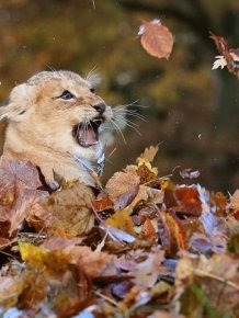 Lion Cub Playing in Leaves