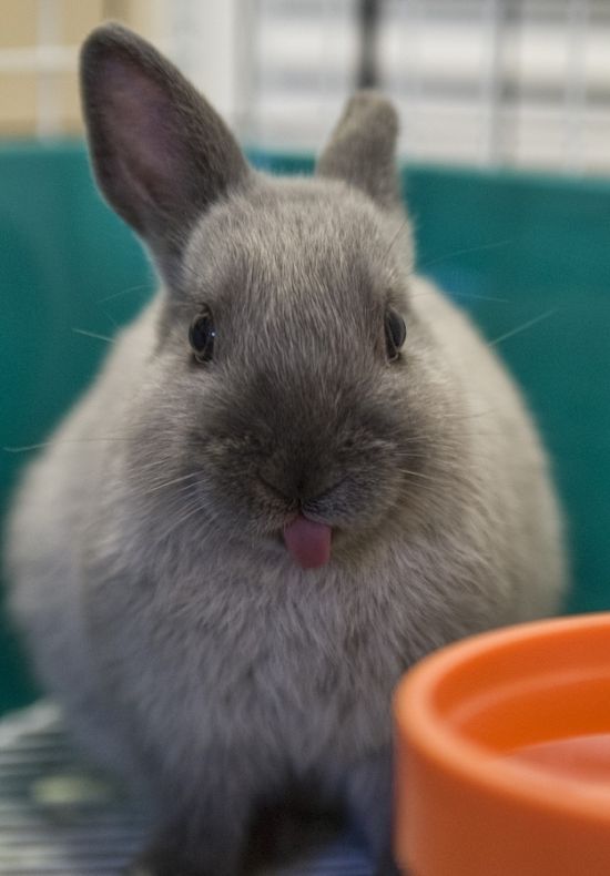 Photos of Bunny Tongues