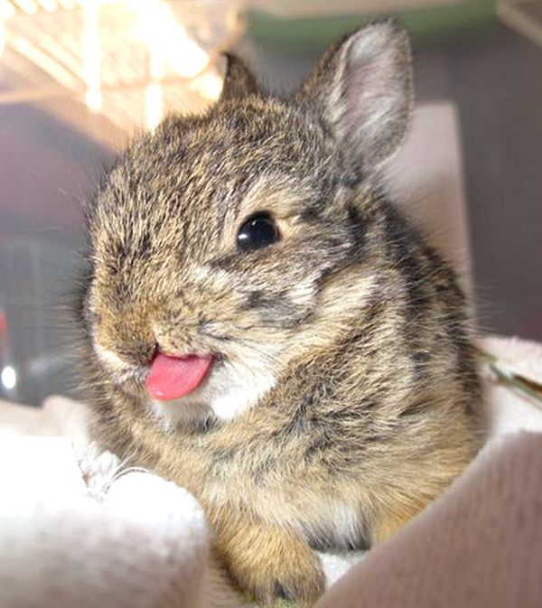 Photos of Bunny Tongues
