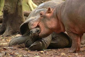 Orphan Hippo and His 130-Year-Old Friend