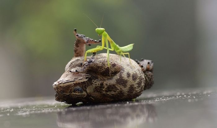 Toad Gets Tickled by a Praying Mantis