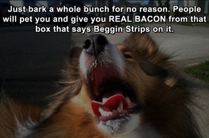 Life Hacks for Dogs