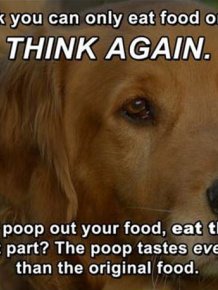 Life Hacks for Dogs