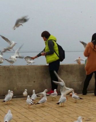 Seagulls for Dinner