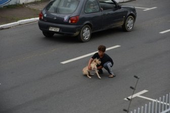 Boy Is Trying to Rescue a Dog