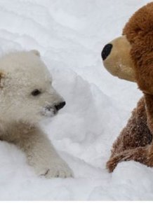Two Teddy Bears