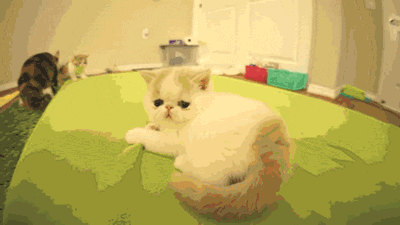 Daily GIFs Mix, part 363