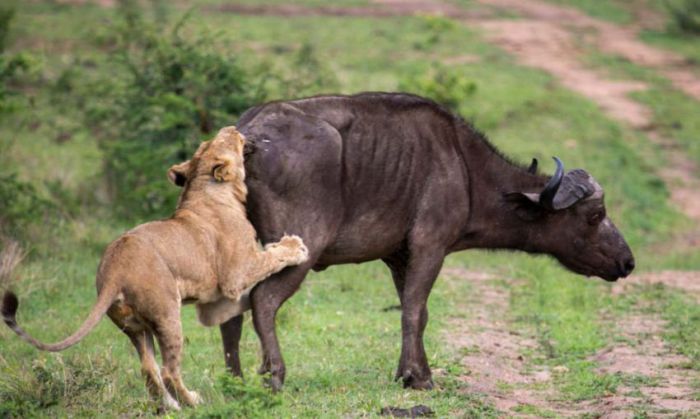Lion vs Buffalo