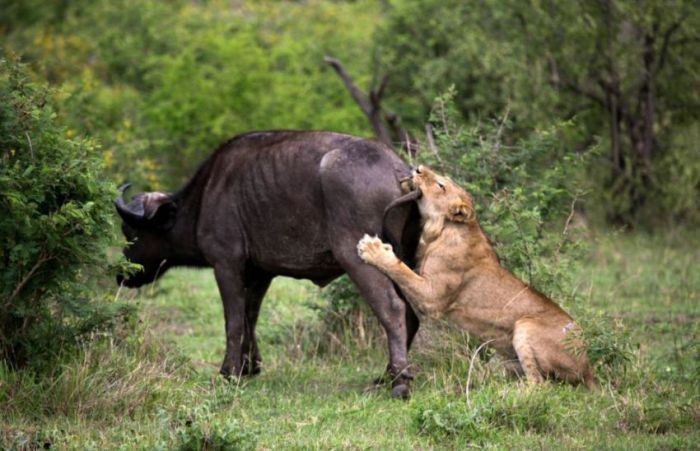 Lion vs Buffalo