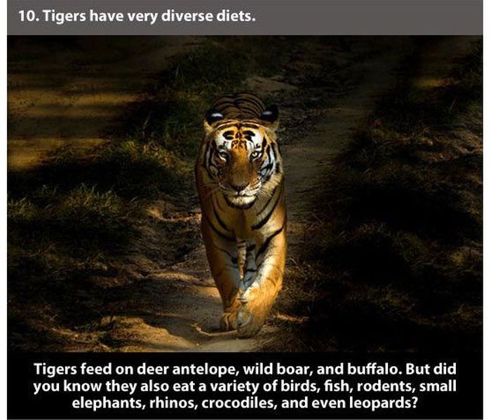 Facts about Tigers