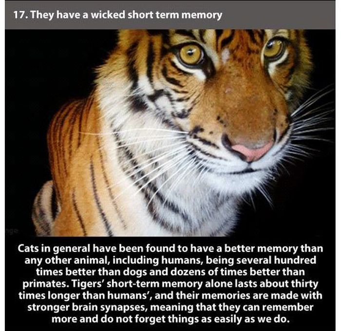Facts about Tigers