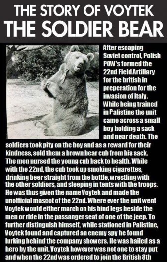 Voytek, the Soldier Bear