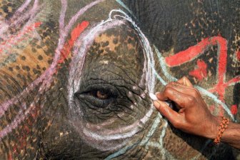 Elephant Beauty Pageant in Nepal