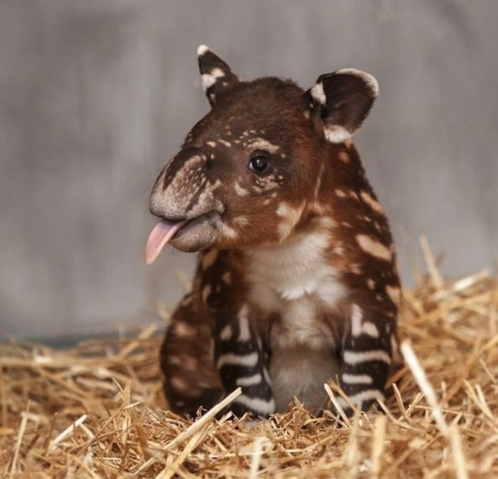 The Best Baby Animal Photos of 2013, part 2013