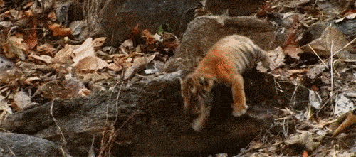 Daily GIFs Mix, part 369