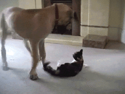 Daily GIFs Mix, part 370