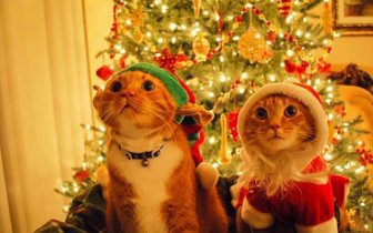 Funny Christmas Cats