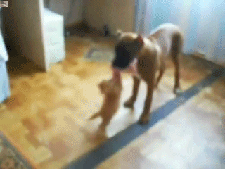 Daily GIFs Mix, part 371