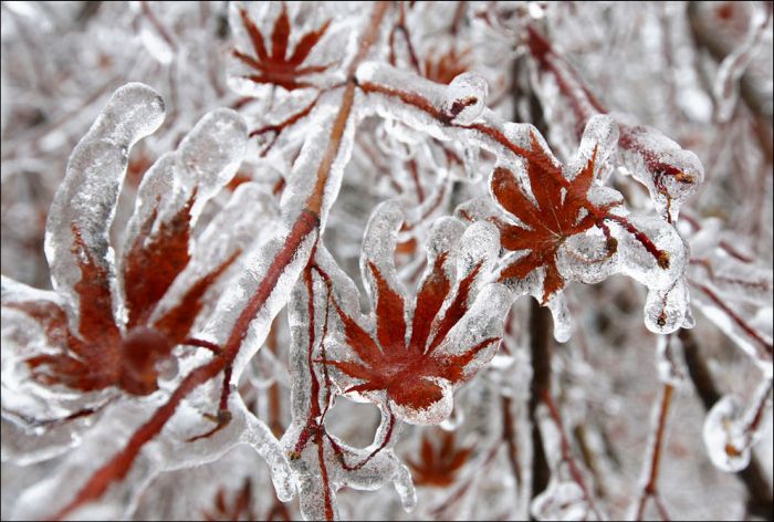 Ice Storm in Canada