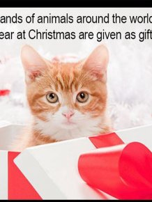 Christmas Kitten/Puppy Rescue