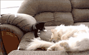 Daily GIFs Mix, part 373
