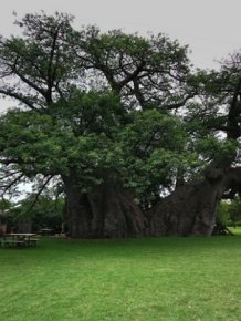 Baobab Tree Bar