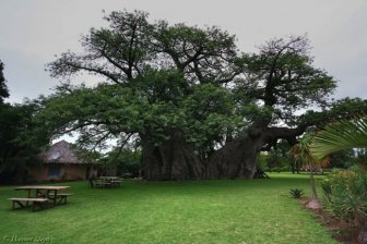 Baobab Tree Bar