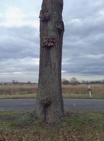 Levitating Tree