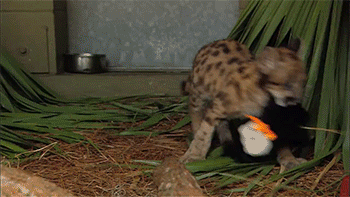 Daily GIFs Mix, part 385