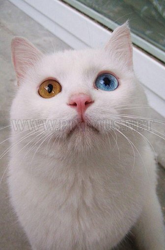 Cat with Two Different Color Eyes
