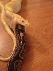 Snake Eating a Snake