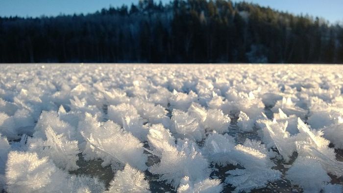 Beautiful Winter Phenomenon Called Frost Flowers